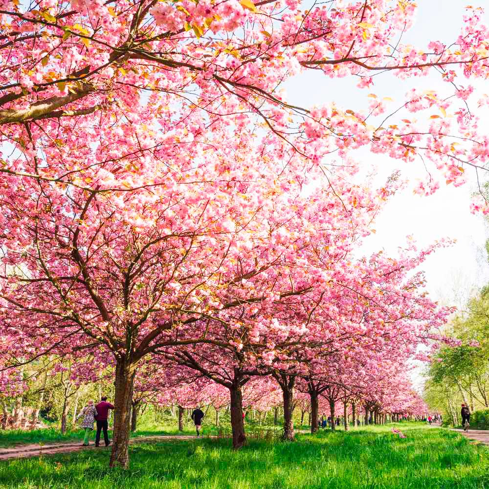 Sakura blossom. Сакура черри блоссом. Черри блоссом дерево. Pink черри блоссом дерево деревья. Сакура черри блоссом дерево.