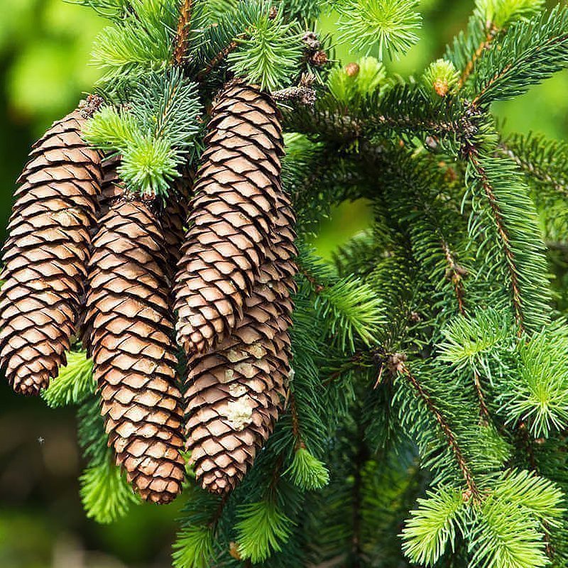 Про хвойные. Ель европейская Picea Abies. Ель обыкновенная (европейская) – Picea Abies. Ель Сибирская Picea obovata.