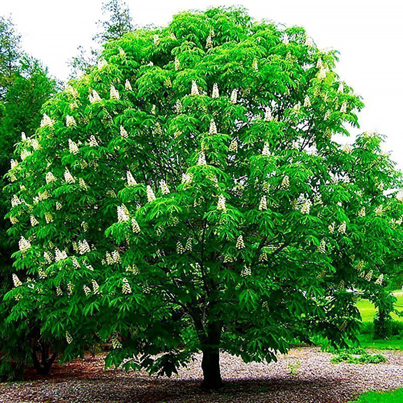 Лиственные деревья беларуси фото и названия
