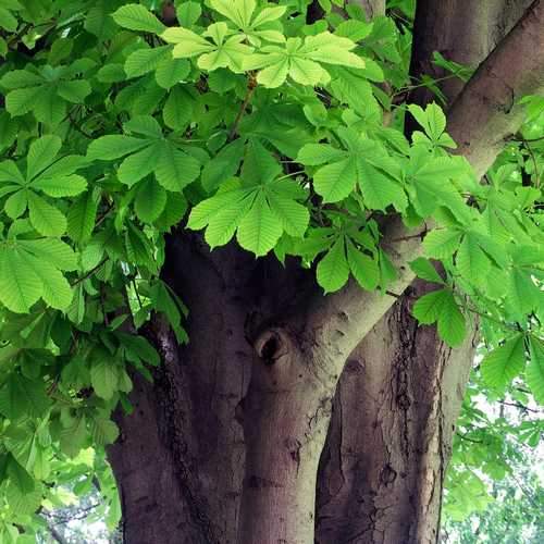 Каштановое дерево: посадка, выращивание и уход